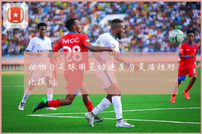 动物与足球明星的速度与灵活性对比探讨